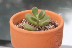 熊童子葉插方法，做好以下4點即可保證葉插成活率