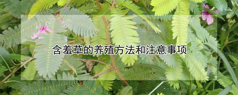 含羞草的養(yǎng)殖方法和注意事項(xiàng)