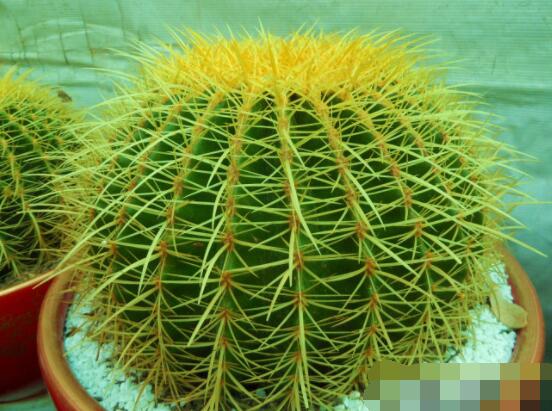 仙人球怎么施肥才正確，老農(nóng)總結(jié)一年四季施肥方法