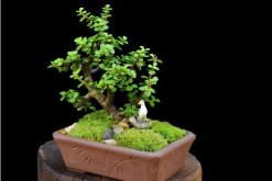 玉樹圖片，特征、習(xí)性、價值以及風(fēng)水作用