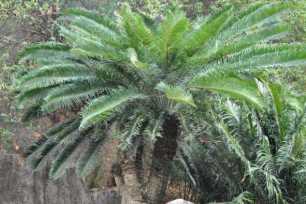 蘇鐵有哪些品種，常見蘇鐵品種介紹