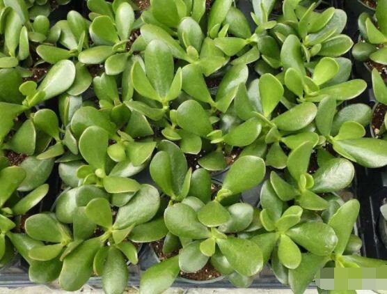 玉樹葉子發(fā)黃怎么補救，教你三種最直接有效的補救方法