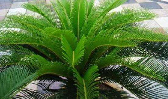 鐵樹葉片彎曲變形的原因和解決方法，教你三種最直觀有效措施