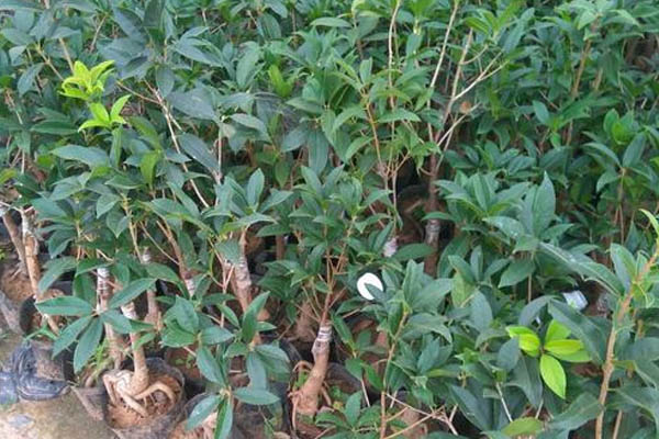 嫁接桂花樹的養(yǎng)殖方法和注意事項