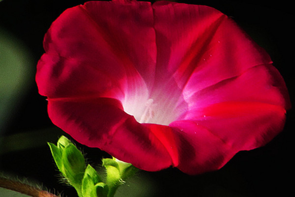 怎樣讓牽?；ㄅ捞? src="/nongchan/d/file/20201223/ipd5sy5zs0c.jpg" / data-vgTy="pQeMTz"></p>
<p data-vCaJ="1xSQk4">
	想要讓牽?；ㄅ捞俚脑?，就需要為其搭建支架，觀察到牽牛花的枝條長(zhǎng)到一定長(zhǎng)度的時(shí)候，我們可以用細(xì)竹竿在其周圍搭出一個(gè)架子，然后把它的枝條小心的纏繞在架子上，很快它就能沿著支架爬藤生長(zhǎng)了。</p>
<p data-I2rQ="pJJYxp">
	<strong data-tvbM="Yg7oUl">2、充足光照</strong></p>
<p data-a0T7="S4Az75">
	<img alt=