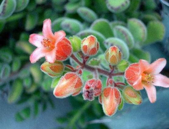 熊童子什么時(shí)候開(kāi)花，基本上都是在夏末秋初開(kāi)花