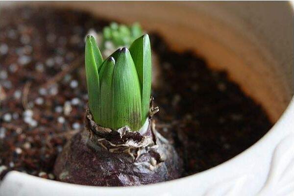 風(fēng)信子的繁殖方法，分球繁殖以及播種繁殖詳解