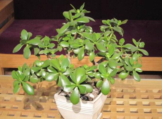 家里養(yǎng)玉樹有什么寓意，家庭和諧、事業(yè)順暢，學(xué)業(yè)有成