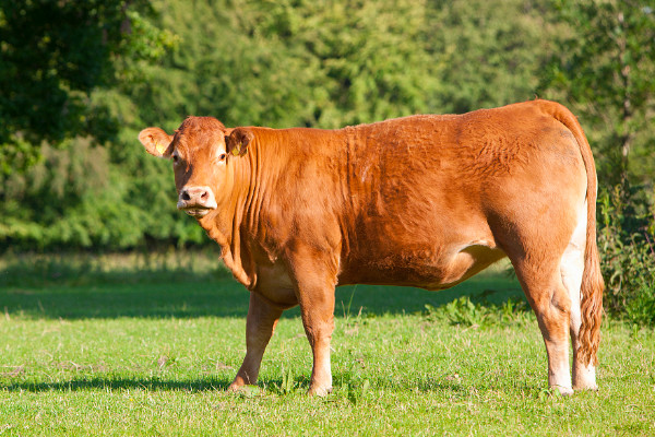 白百葉和黑百葉的區(qū)別