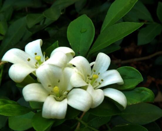 九里香每年開(kāi)多少次花，一年獨(dú)開(kāi)一次花(花期4-8月)
