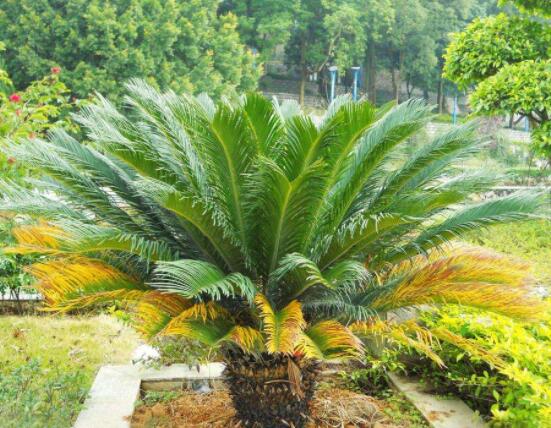 鐵樹葉片彎曲變形的原因和解決方法，教你三種最直觀有效措施