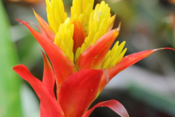 鴻運當頭花為什么總有干葉