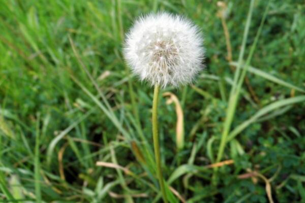 蒲公英是什么季節(jié)的，每年的4~9月綻放