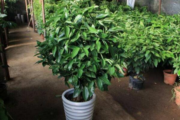 平安樹怎么播種繁殖，以下幾點可以大大增加其成活率