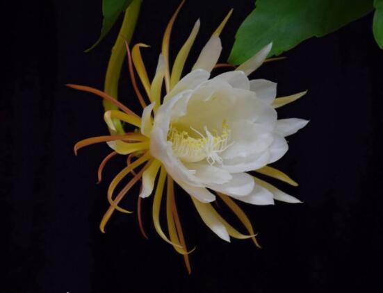 曇花的病蟲害及其防治，詳解四種病蟲害防治大全