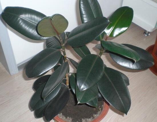 橡皮樹用什么肥料好，橡皮樹怎么養(yǎng)長(zhǎng)得快