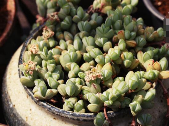 碧玉蓮葉子發(fā)黃變軟怎么辦，教你四種原因以及解決辦法