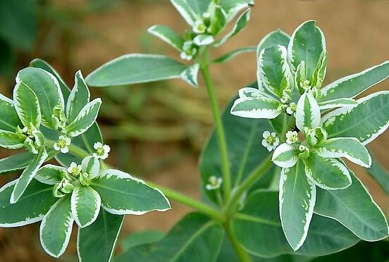 六月雪不發(fā)芽怎么辦，教你三種最直觀解決辦法