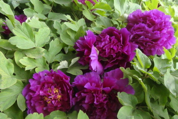 初冬牡丹移栽技術(shù)