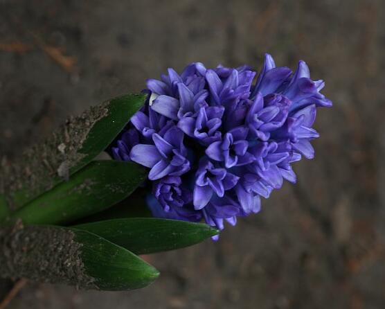 風(fēng)信子怎么施肥吸收效果最好，推薦兩種最見效的吸肥方法