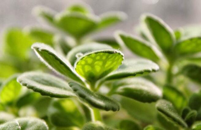 碰碰香花有毒嗎，不光沒(méi)毒并且還有很大的作用