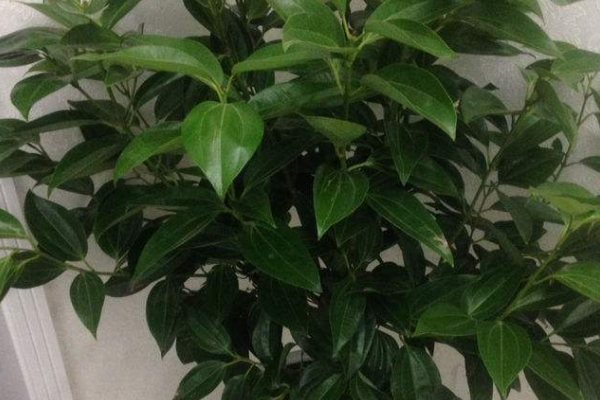 平安樹葉子發(fā)黃是怎么回事，五種原因以及解決方法