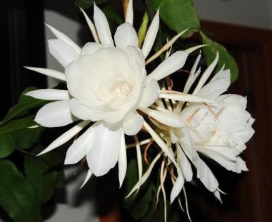 曇花什么時候葉插，以春季為主/擇兩年生健康老葉