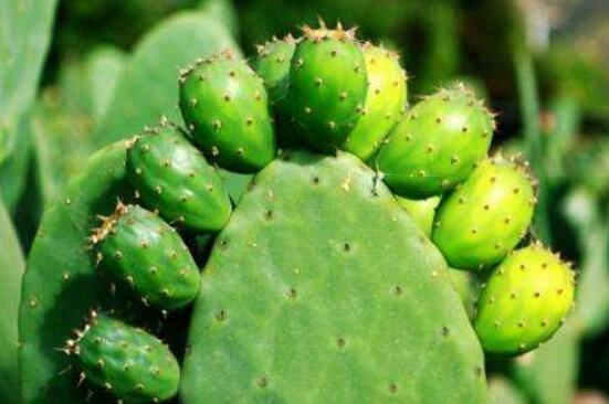 仙人掌的藥用價(jià)值，盤點(diǎn)仙人掌八大藥用療效