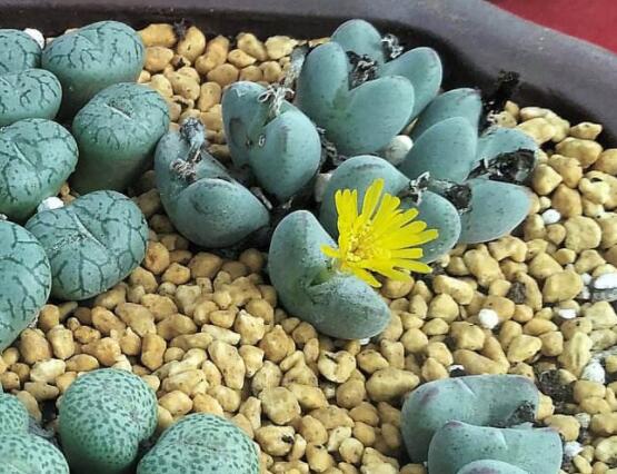 夏天生石花怎么養(yǎng)，做好五個要點可安然度夏