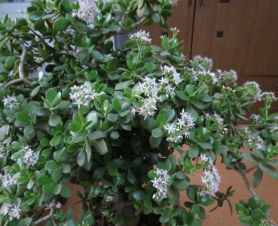 燕子掌的養(yǎng)殖方法和注意事項(xiàng)，老農(nóng)總結(jié)最實(shí)用八大養(yǎng)殖技巧