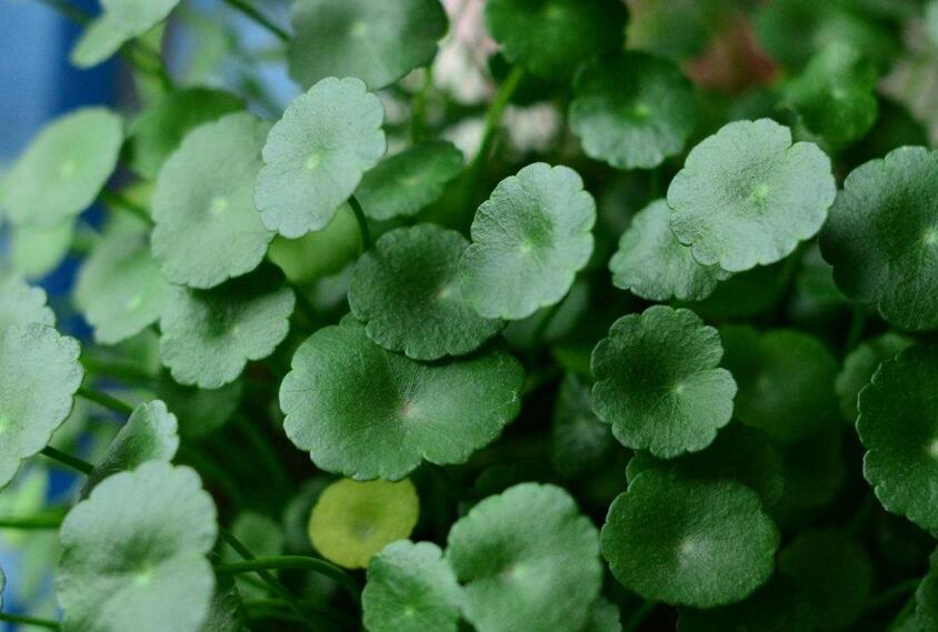 銅錢草怎么種，銅錢草土養(yǎng)的方法步驟