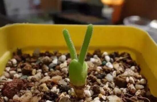 碧光環(huán)怎么種，保持盆土微濕潤/秋季種植存活率高