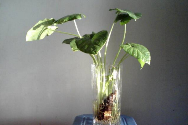 如何水養(yǎng)萬年青，掌握換水規(guī)律最重要