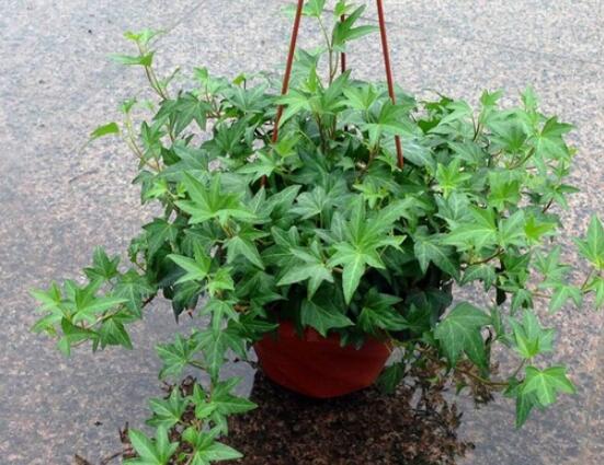 盆栽常春藤怎么爆盆，教你五點養(yǎng)護措施盆盆枝繁葉茂