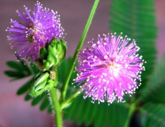 含羞草怎么養(yǎng)開花，注意盆土配置、光照充足