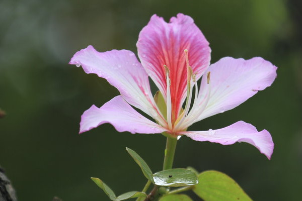 紫荊花冬天會(huì)開(kāi)嗎