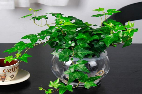 夏天常春藤怎么養(yǎng)，常春藤夏季養(yǎng)5大要點