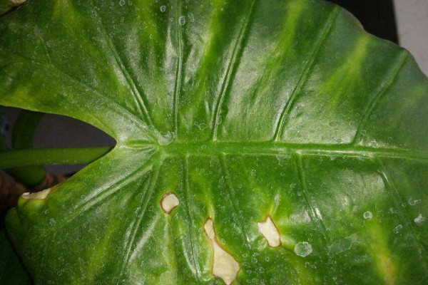 如何讓滴水觀音長側(cè)芽