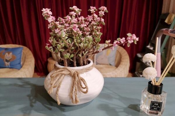 雅樂(lè)之舞怎么養(yǎng)，想養(yǎng)好雅樂(lè)之舞以下技巧必須要掌握