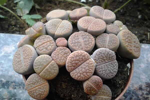 生石花的養(yǎng)殖方法，必須要掌握的5大要點