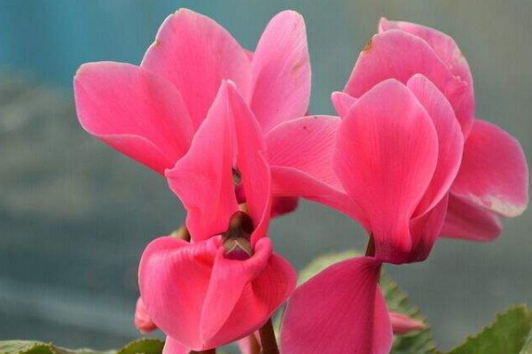 仙客來(lái)可以澆啤酒水嗎