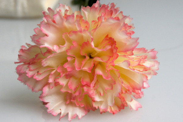 康乃馨能水養(yǎng)嗎