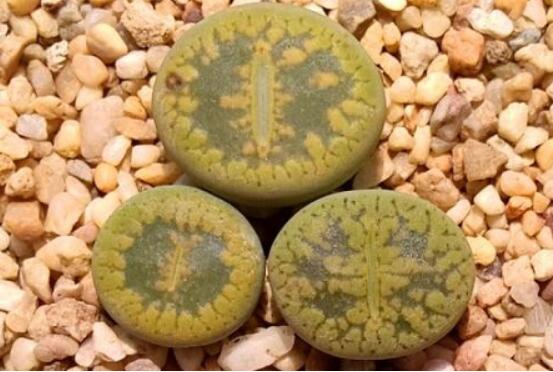 生石花怎么種植，做好六個步驟盆盆爆滿