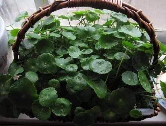 土培銅錢草怎么養(yǎng)，掌握八點(diǎn)因素就可以爆盆了（適合新手）