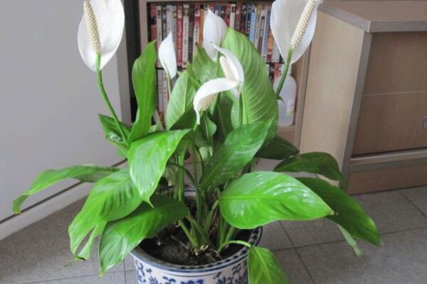 一帆風(fēng)順花變綠怎么剪