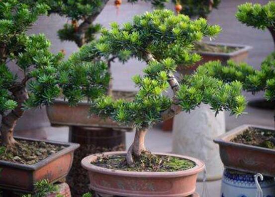 羅漢松盆景修剪技巧，教你三種修剪方法(疏剪/短剪/縮剪)