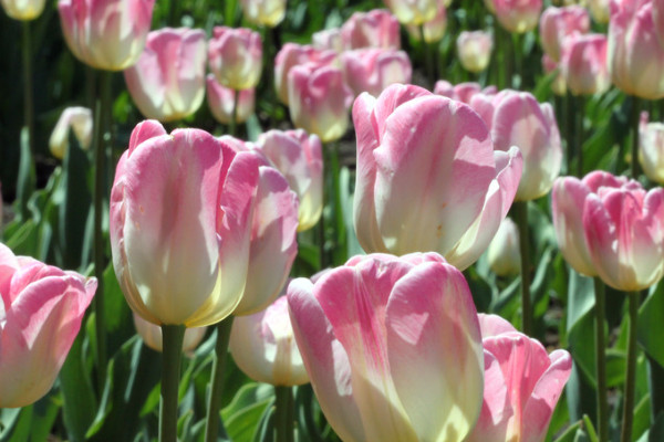 室內(nèi)郁金香的種植方法和時(shí)間