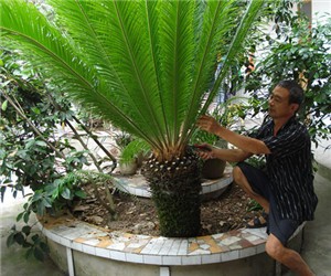 鐵樹莖干枝葉的修剪方法