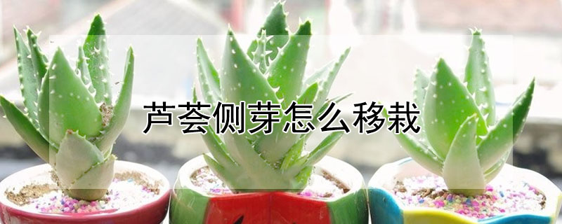 蘆薈側(cè)芽怎么移栽