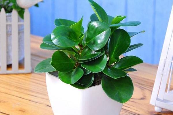 綠植紅碧玉怎么養(yǎng)，碧玉綠植適合室內(nèi)養(yǎng)嗎